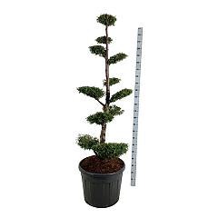 Thuja occ. 'Brabant'