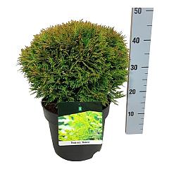 Thuja occ. 'Danica'