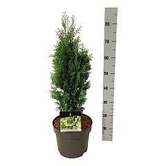 Thuja occ. 'Degroot's Spire'