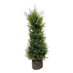 Thuja occ. 'Golden Brabant'