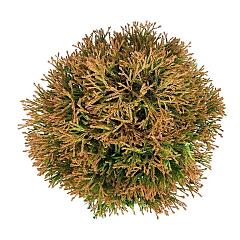 Thuja occ. 'Golden Tuffet'