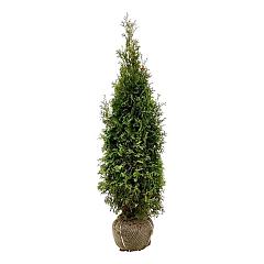 Thuja occ. 'King of Brabant' (R)