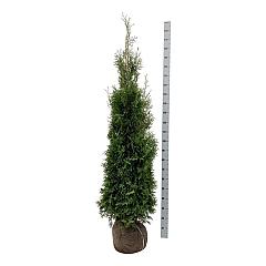 Thuja occ. 'King of Brabant' (R)