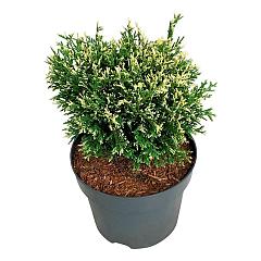 Thuja occ. 'Piccadilly'