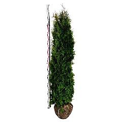 Thuja occ. 'Pyramidalis Compacta'