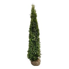 Thuja occ. 'Smaragd'