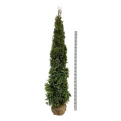 Thuja occ. 'Smaragd'