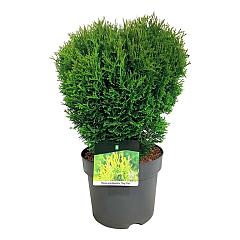 Thuja occ. 'Tiny Tim'