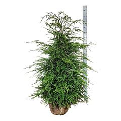 Tsuga canadensis