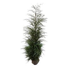 Tsuga canadensis