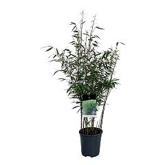 Fargesia robusta "Wenchuan"