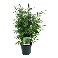 Fargesia robusta "Wenchuan"