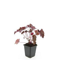 Heuchera mic. 'Palace Purple'