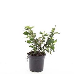 Cotoneaster lucidus