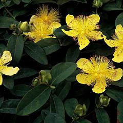 Hypericum calycinum