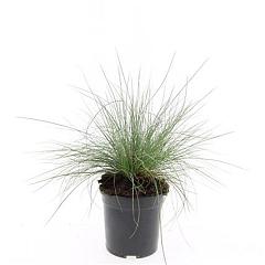 Festuca glauca 'Elijah Blue'