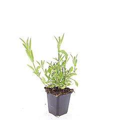 Verbena bonariensis