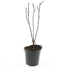 Physocarpus opulif. 'Diabolo'