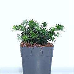 Abies koreana 'Brilliant