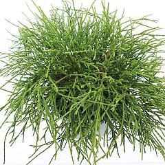 Chamaecyparis p. 'Filifera Nana'
