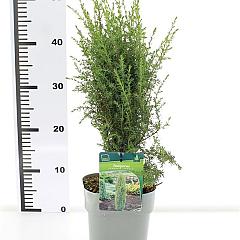 Juniperus comm. 'Arnold'