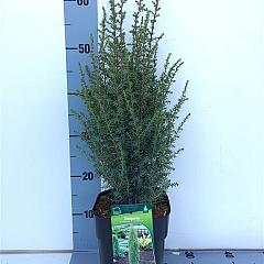 Juniperus comm. 'Arnold'