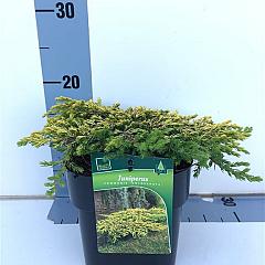 Juniperus comm. 'Goldschatz'