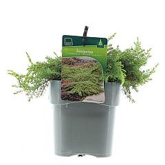 Juniperus comm. 'Green Carpet'