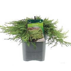 Juniperus comm. 'Green Carpet'