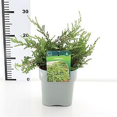 Juniperus comm. 'Repanda'
