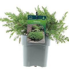 Juniperus conferta 'Schlager'