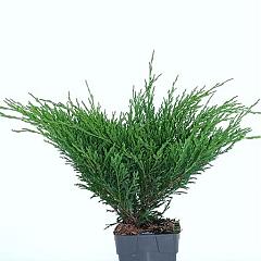 Juniperus hor. 'Andorra Compact'