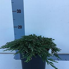 Juniperus hor. 'Pancake'