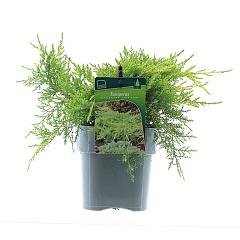 Juniperus pf. 'Gold Star'