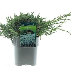 Juniperus squamata 'Blue Carpet'
