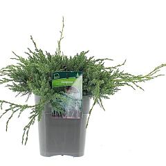 Juniperus squamata 'Blue Carpet'