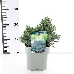 Juniperus squamata 'Blue Star'