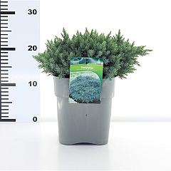 Juniperus squamata 'Blue Star'