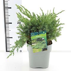Juniperus squamata 'Blue Swede'