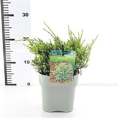 Juniperus squamata 'Holger'