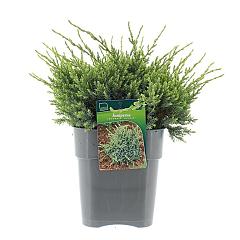Juniperus squamata 'Holger'