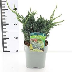 Juniperus squamata 'Meyeri'
