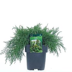 Microbiota decussata 'Drew Blue'
