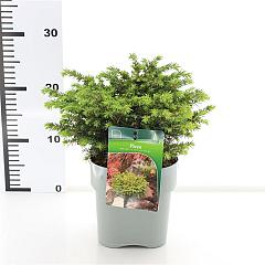 Picea abies 'Little Gem'