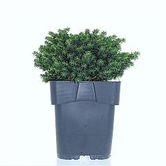 Picea abies 'Little Gem'