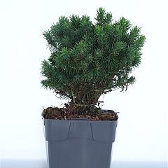 Picea glauca 'Alberta Globe'