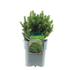 Picea glauca 'Alberta Globe'