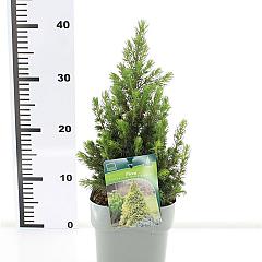 Picea glauca 'Daisy's White'