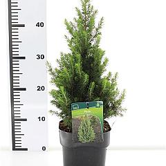 Picea glauca 'Perfecta'