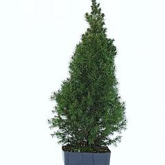 Picea glauca 'Perfecta'